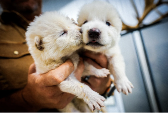 The Dire Wolf and How It Came Back from the Dead